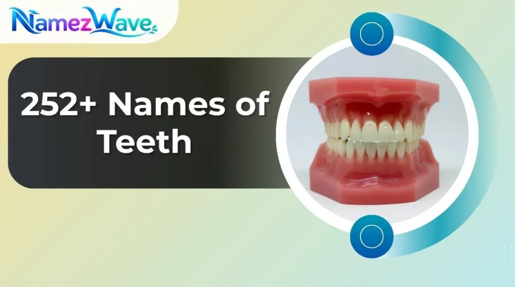 Names of Teeth