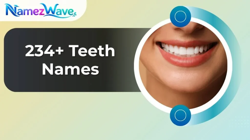 Teeth Names
