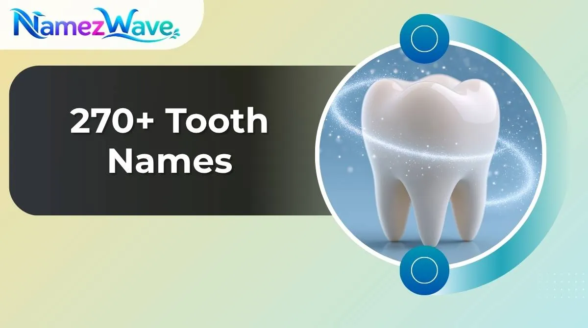 Tooth Names